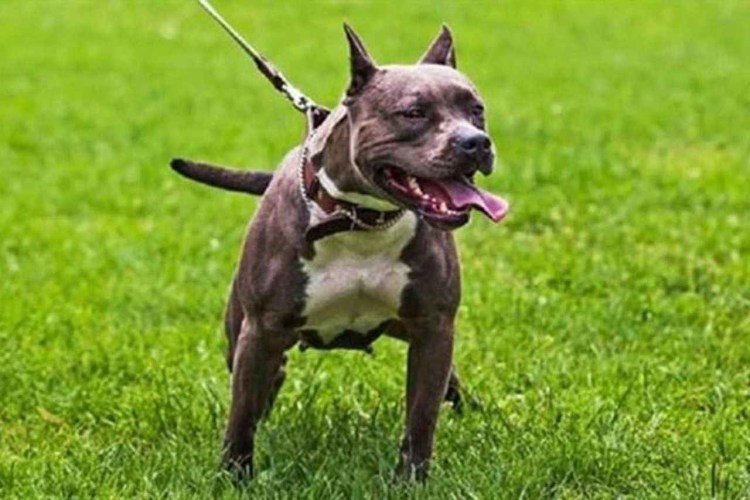 Пит терьер питбультерьер