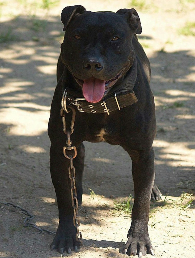 ADBA Pitbull