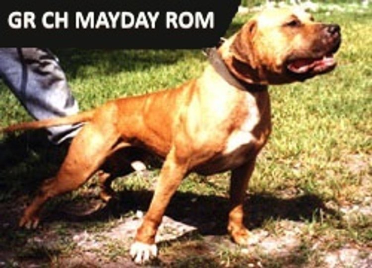 Американский питбультерьер ADBA