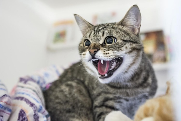 Шипящий кот