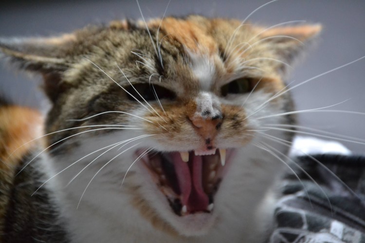 Шипящая кошка