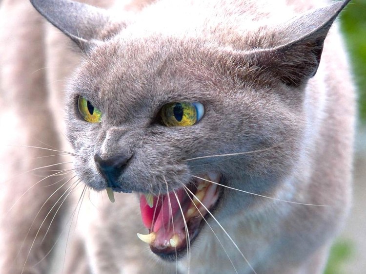 Бешеная кошка