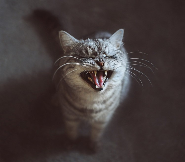 Кот шипит