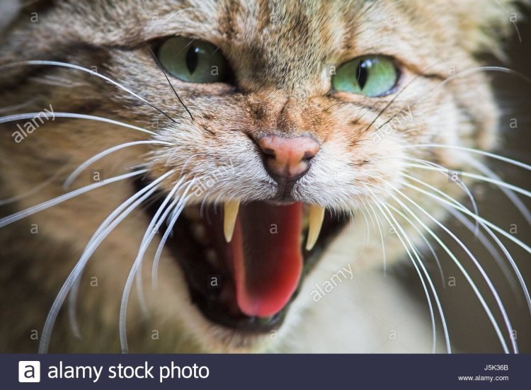 Агрессивный кот