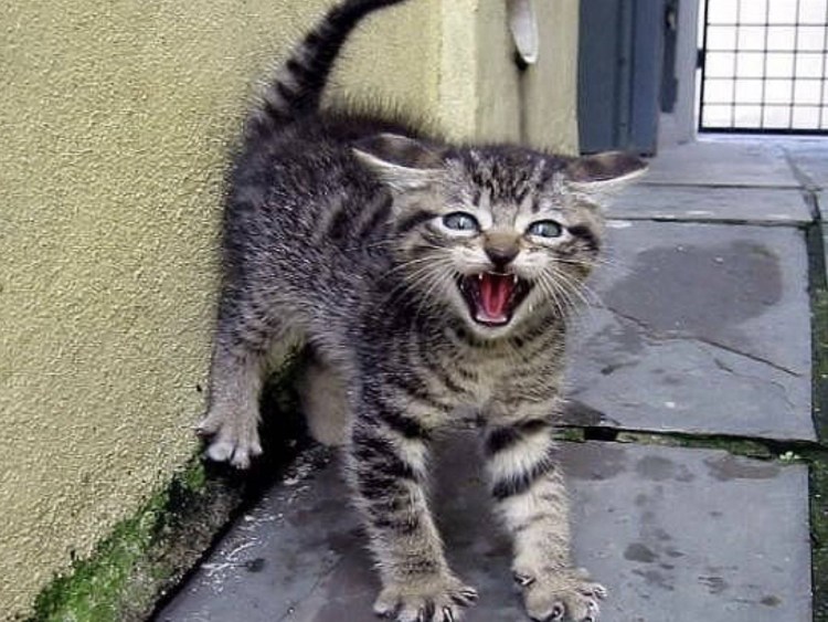 Кусачая кошка