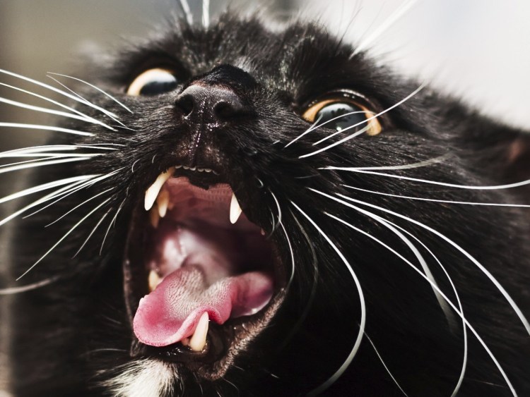 Агрессивный кот