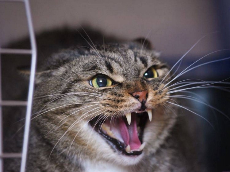 Кошка агрессия