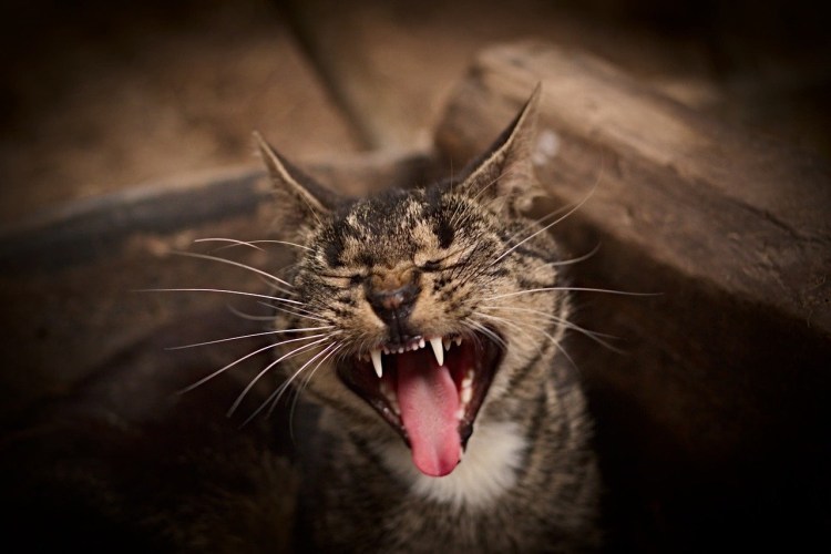 Кошки которые шипят