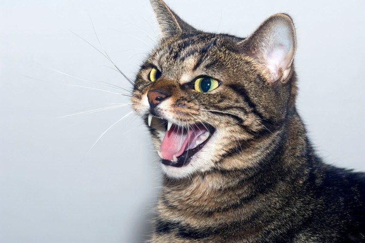 Шипящий кот