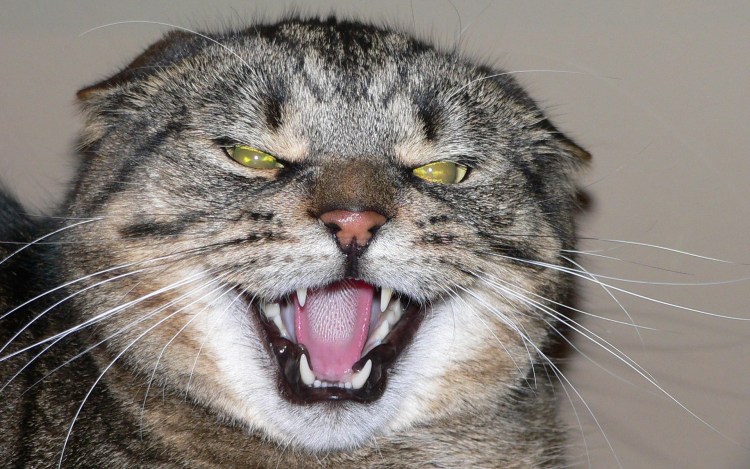 Бешеный кот