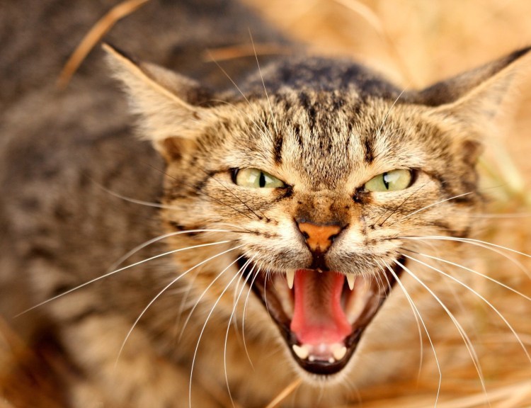 Агрессивный Крот