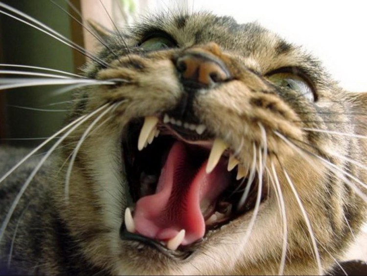 Кошка поджала уши