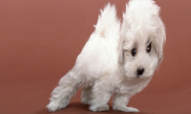 Флаффи Пуппи порода