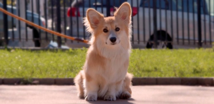 Флаффи пони кастрация