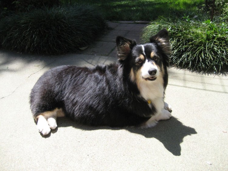 Корги кардиган флаффи черный