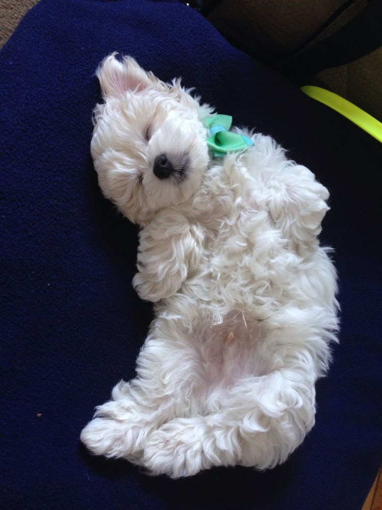 Флаффи Пуппи порода