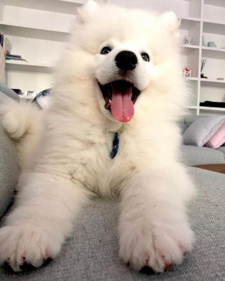 Огромная очень пушистая собака