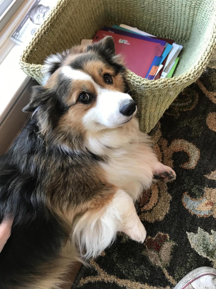 Корги флаффи черный