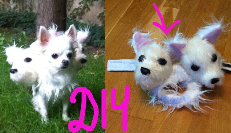 Чихуахуа с Гарри Поттером