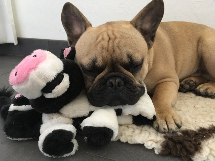 Вельш корги кардиган Флафф