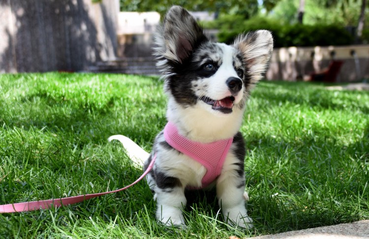 Кардиган флаффи