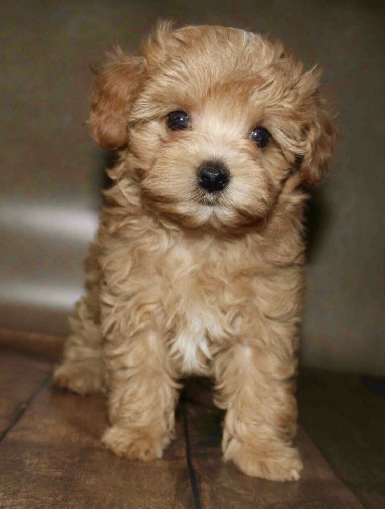 Мальтезе и мальтипу