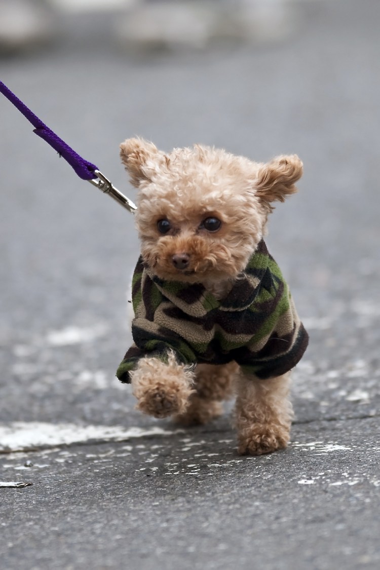 Мальтипу ф3