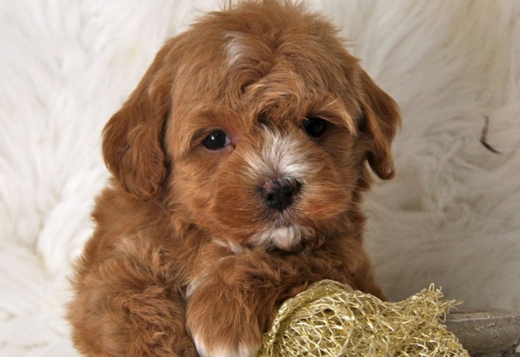 Порода собак мальтипу