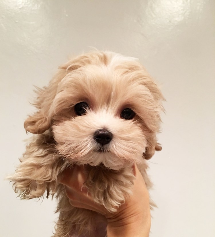 Мини собачка мальтипу