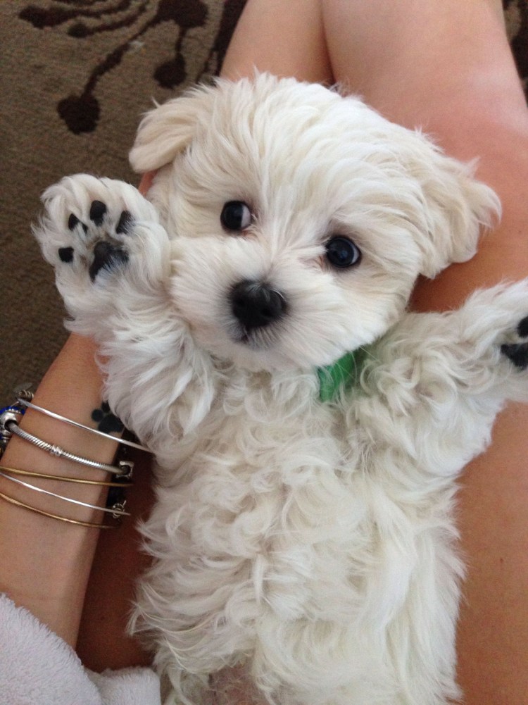 Мальтипу мини