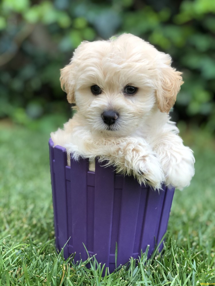 Мини пудель мальтипу