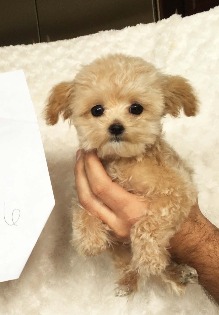 Мини шпиц мальтипу