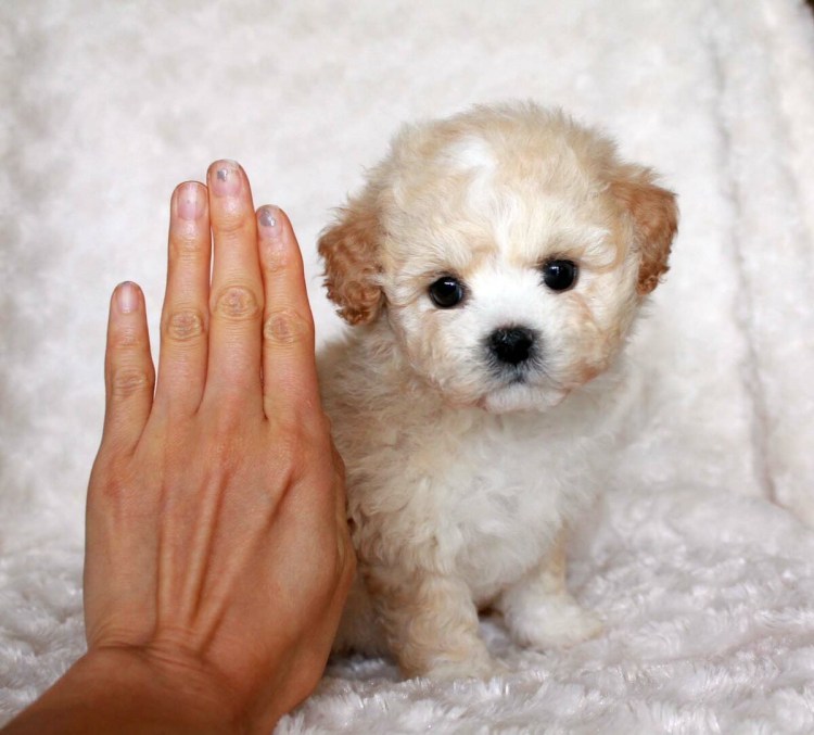 Карликовый пудель мальтипу
