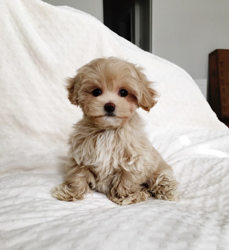 Порода собак мальтипу