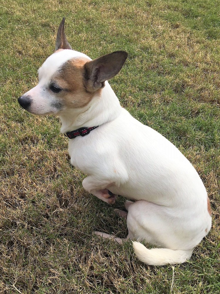 Джек чи собака