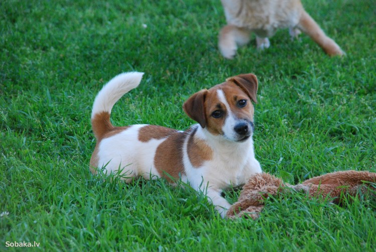 Chihuahua Terrier Mix