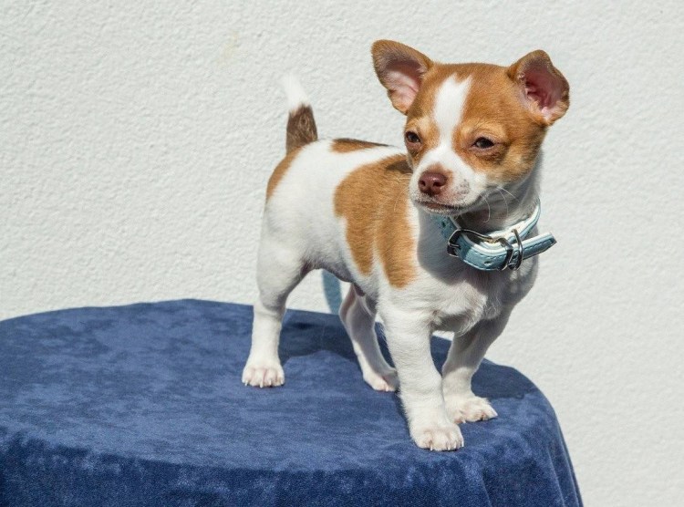 Собака Джек Рассел терьер