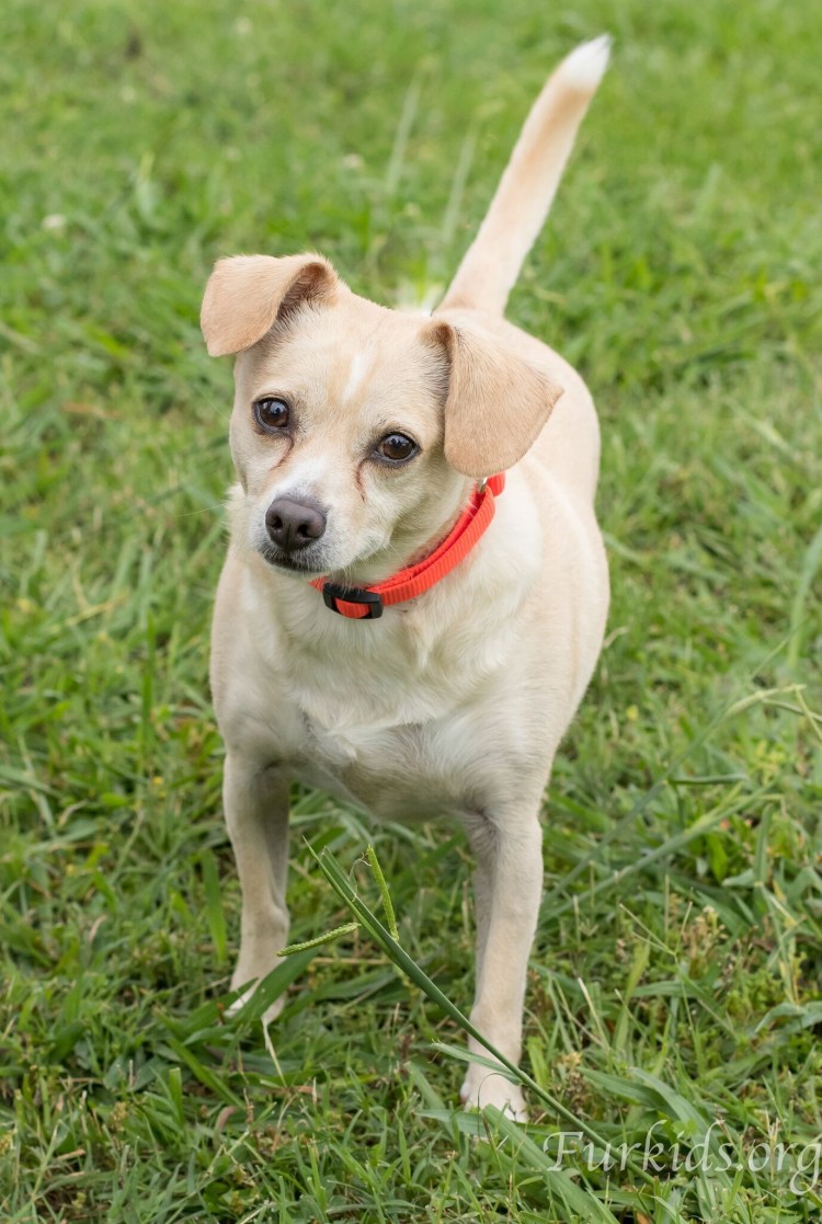 Джек чи порода