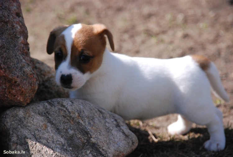 Джек чи порода собак фото щенят