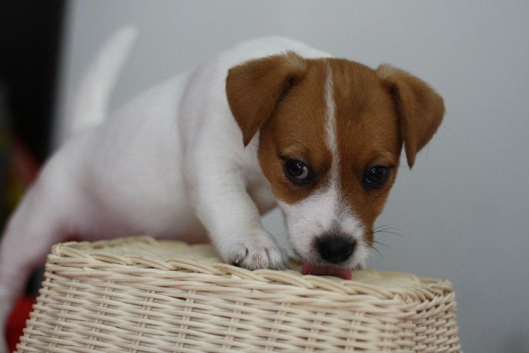 Парсон Рассел терьер гладкошерстный