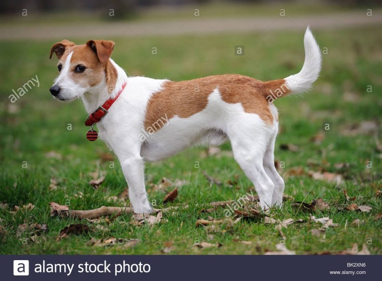 Порода собак Джек Рассел