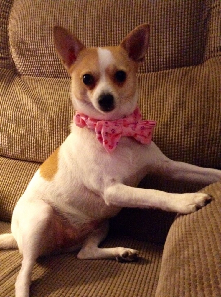 Чихуахуа Рассел