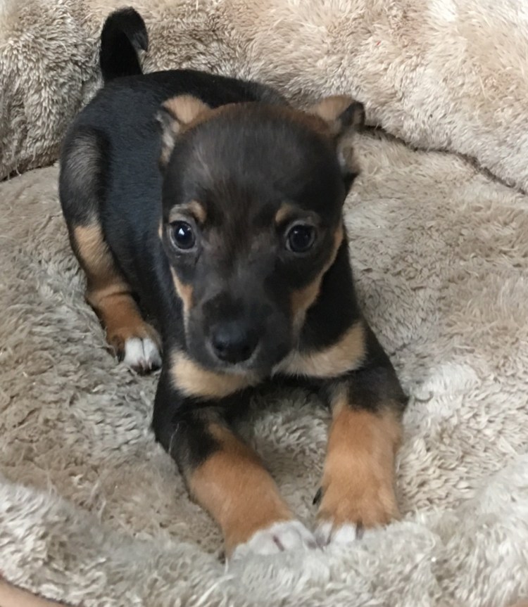 Порода собак Джек Рассел терьер