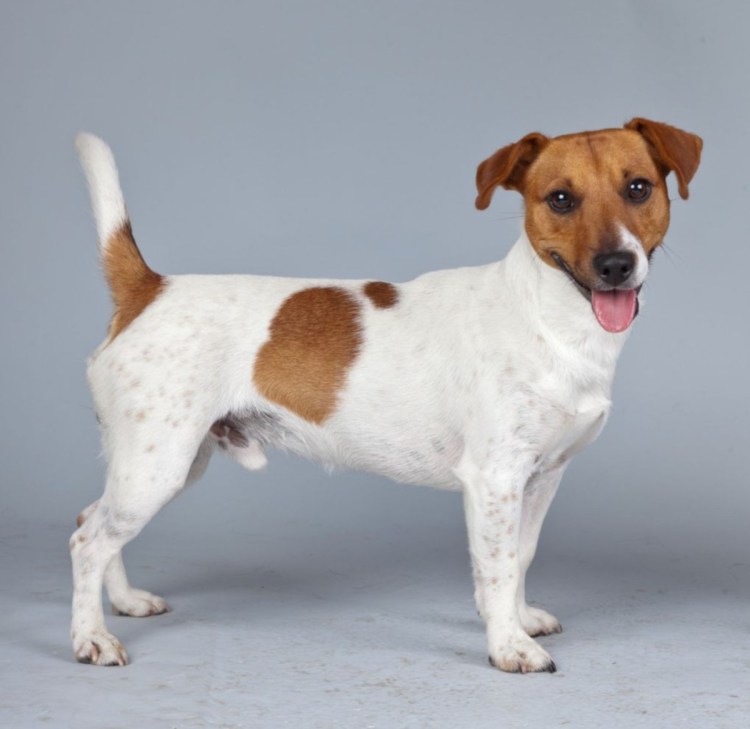 Джек-Рассел-терьер Майло