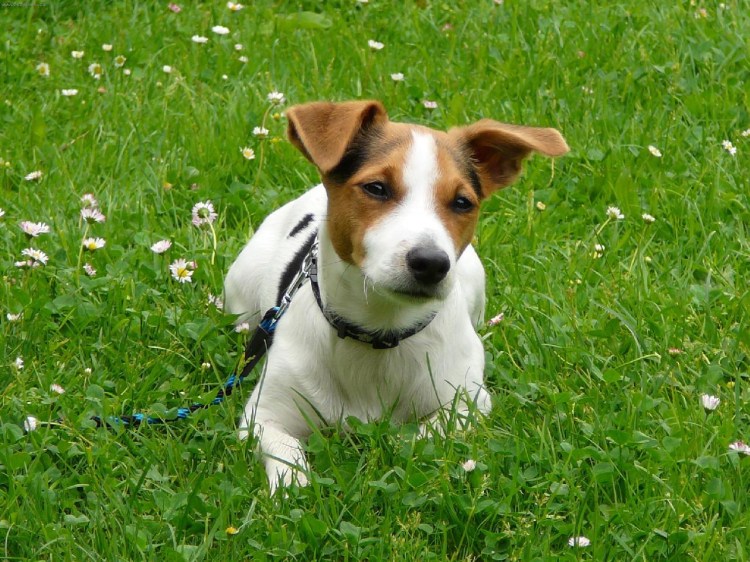 Порода собак Джек Рассел