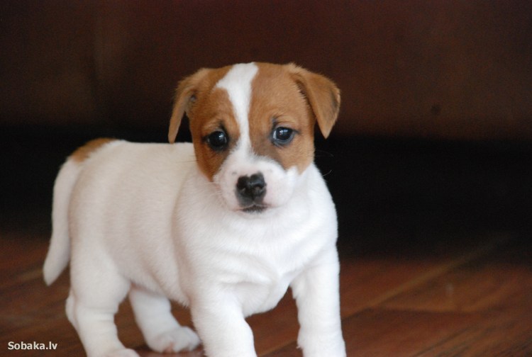 Джек чихуа Хуа