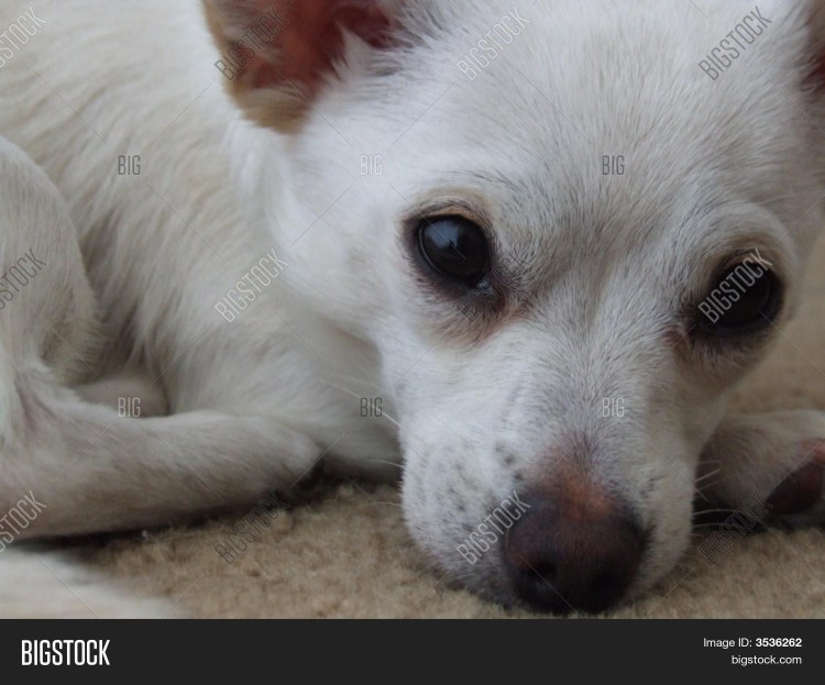 Джек-Рассел-терьер Майло