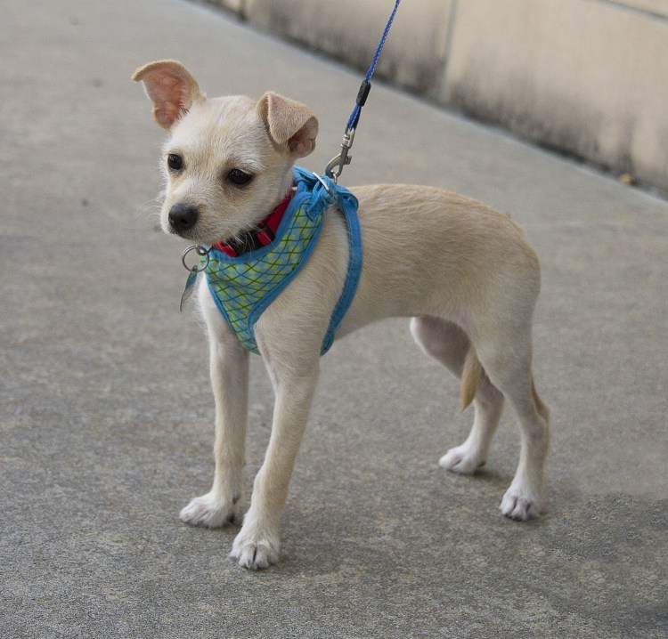 Джек чи порода собак фото