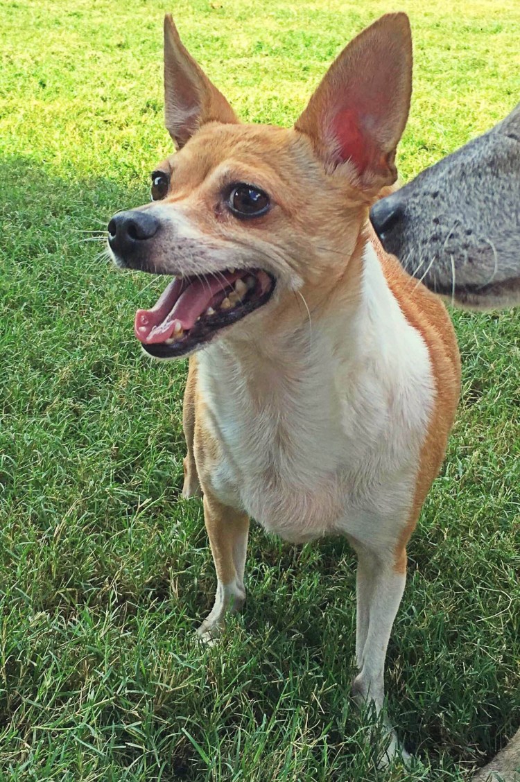 Джек чи порода