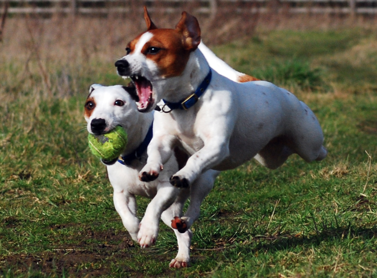 Джек чи собака